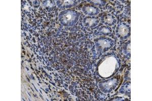 IHC analysis of U2AF65/U2AF2 using anti U2AF65/U2AF2 antibody (ABIN7600795). (U2AF2 抗体  (AA 238-470))