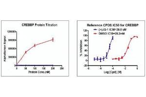 Screening Assay (ScA) image for CREB Binding Protein (CREBBP) (AA 1081-1197) protein (His tag,DYKDDDDK Tag) (ABIN2669638)