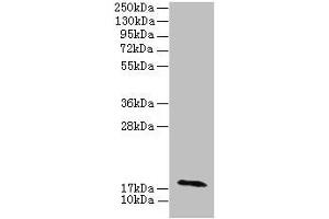 Western blot All lanes: RPP21 antibody at 12 μg/mL + Colo320 whole cell lysate Secondary Goat polyclonal to rabbit IgG at 1/10000 dilution Predicted band size: 18, 21, 17, 19 kDa Observed band size: 18 kDa (RPP21 抗体  (AA 2-154))