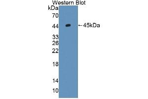 Detection of Recombinant GLMP, Mouse using Polyclonal Antibody to Glycosylated Lysosomal Membrane Protein (GLMP) (C1orf85 抗体  (AA 246-404))