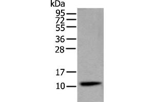 Western Blotting (WB) image for anti-Cystatin S (CST4) antibody (ABIN2422865) (CST4 抗体)