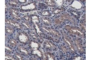Detection of GAL2 in Porcine Kidney Tissue using Polyclonal Antibody to Galectin 2 (GAL2) (Gallinacin-2 (GAL2) (AA 1-123) 抗体)