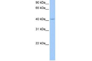 WB Suggested Anti-PAIP1 Antibody Titration:  0.