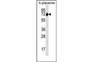 Sclt1 抗体  (C-Term)