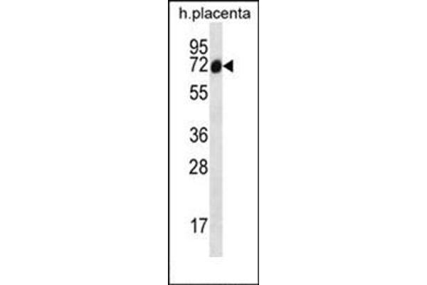 Sclt1 抗体  (C-Term)