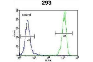 Flow cytometric analysis of 293 cells using OR10H1 Antibody (C-term) Cat. (OR10H1 抗体  (C-Term))