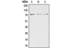 Western blot analysis of DUSP16 expression in HepG2 (A), COLO205 (B), HEK293T (C) whole cell lysates. (DUSP16 抗体  (C-Term))