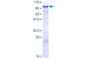 TRIM32 Protein (AA 1-653) (GST tag)