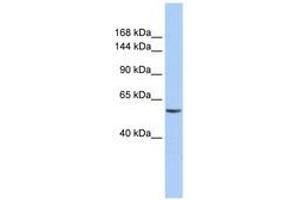 Image no. 1 for anti-Chromodomain Helicase DNA Binding Protein 2 (CHD2) (AA 36-85) antibody (ABIN6740379) (CHD2 抗体  (AA 36-85))