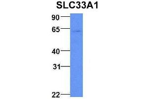 Western Blotting (WB) image for anti-Solute Carrier Family 33 Member 1 (SLC33A1) (Middle Region) antibody (ABIN2781611)