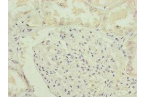 Immunohistochemistry of paraffin-embedded human kidney tissue using ABIN7151148 at dilution of 1:100 (RNF135 抗体  (AA 339-432))