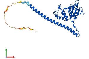 Protein Structure (PS) image for Ribosomal Protein L7 (RPL7) (AA 1-270) protein (His tag) (ABIN7562869)