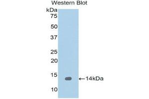 Western Blotting (WB) image for anti-Regenerating Islet-Derived 1 alpha (REG1A) (AA 33-166) antibody (ABIN1078467) (REG1A 抗体  (AA 33-166))