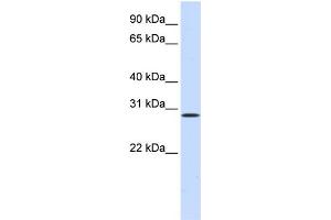 WB Suggested Anti-HGF Antibody Titration:  0. (HGF 抗体  (N-Term))