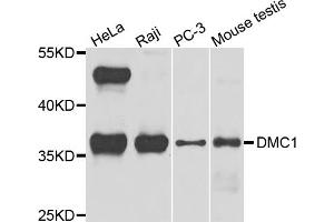Western blot analysis of extracts of various cell lines, using DMC1 antibody (ABIN5972548) at 1/1000 dilution. (DMC1 抗体)