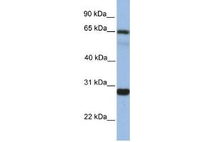 Western Blotting (WB) image for anti-Mediator Complex Subunit 4 (MED4) antibody (ABIN2459430) (MED4 抗体)