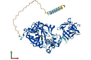 Protein Structure (PS) image for UDP-N-Acetyl-alpha-D-Galactosamine:polypeptide N-Acetylgalactosaminyltransferase 2 (GalNAc-T2) (GALNT2) (AA 1-570) protein (His tag) (ABIN7558033)