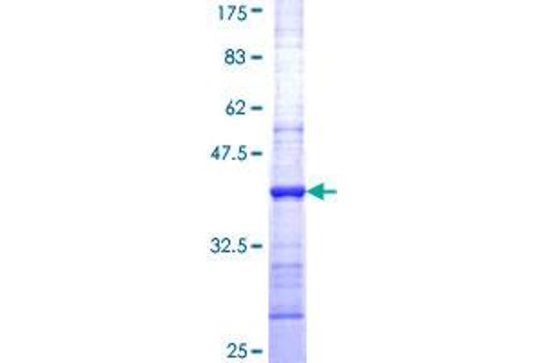 GZMM Protein (AA 85-193) (GST tag)