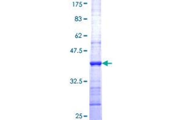 GZMM Protein (AA 85-193) (GST tag)