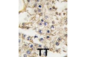 Immunohistochemistry (IHC) image for anti-EPH Receptor A10 (EPHA10) antibody (ABIN3003339) (EPH Receptor A10 抗体)