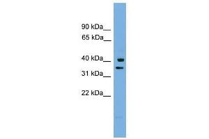 PNRC1 antibody used at 0.