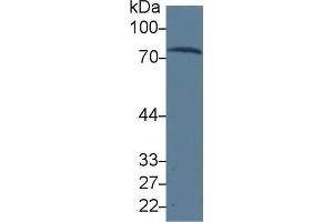 Western blot analysis of Human Serum, using Human TRF Antibody (3 µg/ml) and HRP-conjugated Goat Anti-Mouse antibody ( (Transferrin 抗体  (AA 361-683))