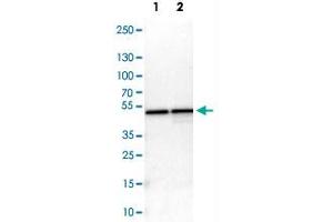 Western Blot analysis of Lane 1: NIH-3T3 cell lysate (mouse embryonic fibroblast cells) and Lane 2: NBT-II cell lysate (Wistar rat bladder tumor cells) with DAZAP1 polyclonal antibody . (DAZAP1 抗体)