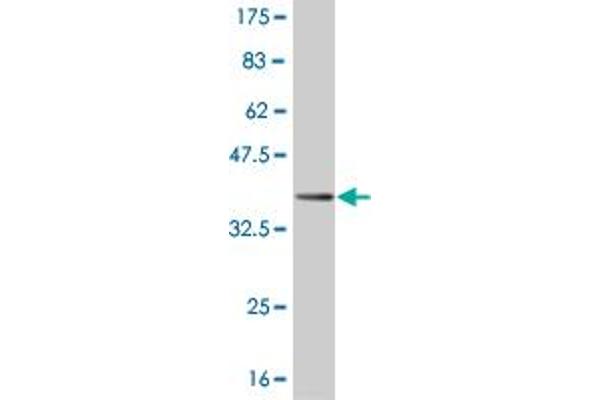 NHLH2 antibody  (AA 36-135)