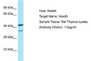 WB Suggested Anti-Hoxd9 Antibody   Titration: 1. (HOXD9 抗体  (N-Term))