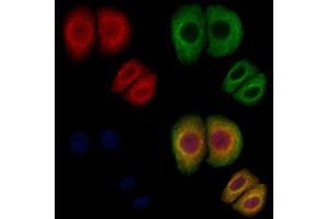 ABIN7093944 and ABIN7097988 staining Hela cells by IF/ICC. (PDE6B 抗体  (N-Term))