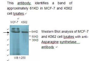 Image no. 1 for anti-Asparagine Synthetase (ASNS) antibody (ABIN790829) (Asparagine Synthetase 抗体)