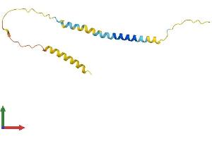 AlphaFold protein structure predicition of Human Recombinant BEX1 Protein, UniprotID Q9HBH7