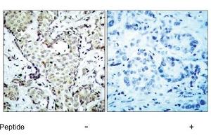 Image no. 1 for anti-Mitogen-Activated Protein Kinase Kinase 6 (MAP2K6) (AA 205-209) antibody (ABIN197355) (MAP2K6 抗体  (AA 205-209))