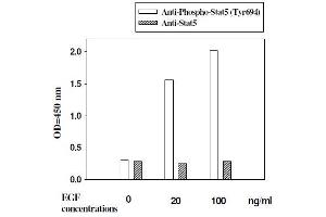 Image no. 6 for Signal Transducer and Activator of Transcription 5A (STAT5A) ELISA Kit (ABIN1981843)