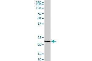 EFHD1 monoclonal antibody (M08A), clone 1F5. (EFHD1 抗体  (AA 168-238))
