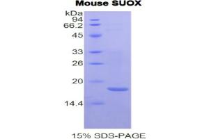 SDS-PAGE analysis of Mouse Sulfite Oxidase Protein. (SUOX 蛋白)