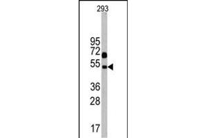 Western blot analysis of Nptx1 Antibody (C-term) in 293 cell line lysates (35 μg/lane). (NPX1 抗体  (C-Term))