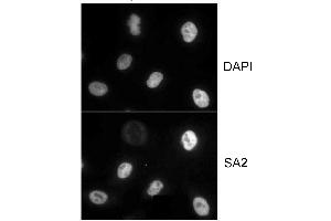 Immunocytochemistry (ICC) image for anti-Stromal Antigen 2 (STAG2) (AA 1100-1150) antibody (ABIN7449357)