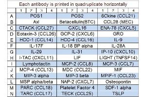 Image no. 1 for Human Chemokine Array Q1 (ABIN625715) (人 Chemokine Array Q1)