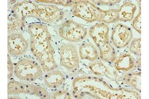 Immunohistochemistry of paraffin-embedded human kidney tissue using ABIN7142914 at dilution of 1:100 (AKAP8L 抗体  (AA 1-240))