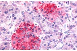 Anti-SSTR1 antibody  ABIN1049357 IHC staining of human pancreas, islets of Langerhans. (SSTR1 抗体  (N-Term))