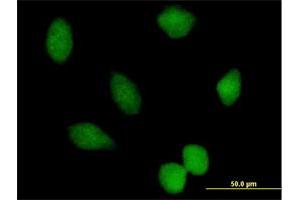 Immunofluorescence of purified MaxPab antibody to PRMT7 on HeLa cell. (PRMT7 抗体  (AA 1-692))