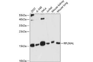 Western blot analysis of extracts of various cell lines, using RPL36AL antibody (ABIN7270007) at 1:1000 dilution. (RPL36AL 抗体  (AA 1-106))