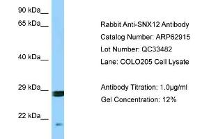 Western Blotting (WB) image for anti-Sorting Nexin 12 (SNX12) (Middle Region) antibody (ABIN2789294) (SNX12 抗体  (Middle Region))