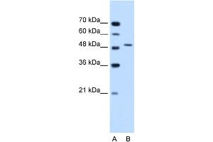 WB Suggested Anti-SEMG1 Antibody Titration:  1. (SEMG1 抗体  (N-Term))