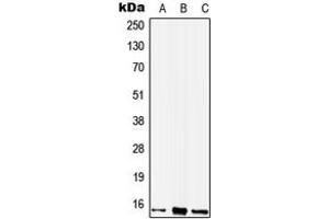 Western blot analysis of WIT1 expression in A549 (A), Raw264.