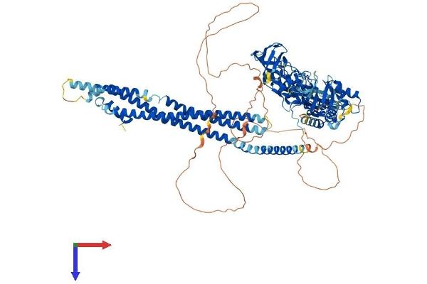 ASAP2 Protein (AA 1-958) (His tag)