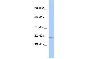 WB Suggested Anti-MAFG Antibody Titration:  0. (Mafg 抗体  (Middle Region))