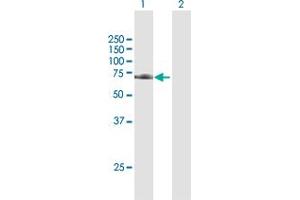 Western Blot analysis of TRAP1 expression in transfected 293T cell line by TRAP1 MaxPab polyclonal antibody. (TRAP1 抗体  (AA 1-704))