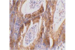 Immunohistochemical staining of mouse testis tissue using Bcl-G antibody at 2 μg/ml. (BCL2L14 抗体  (C-Term))
